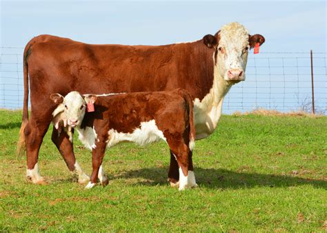 cattle buffalo.